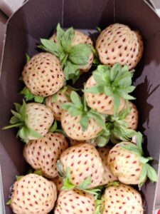 Zomerfruit en dessert bij Herberg Stevensweert