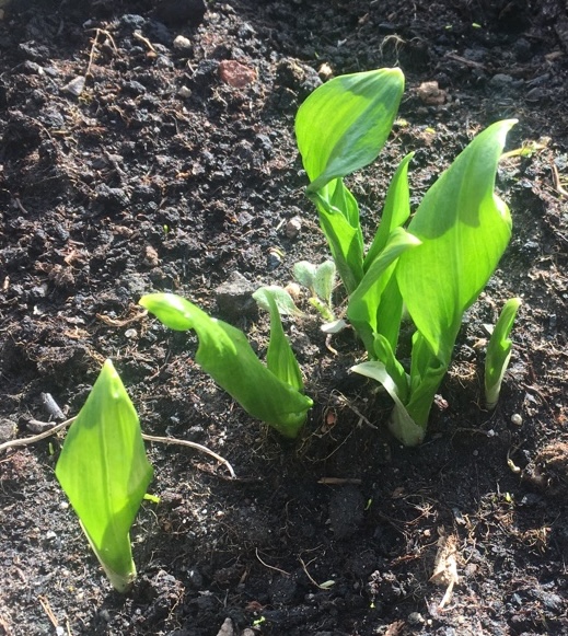 Daslook bij Herberg Stevensweert