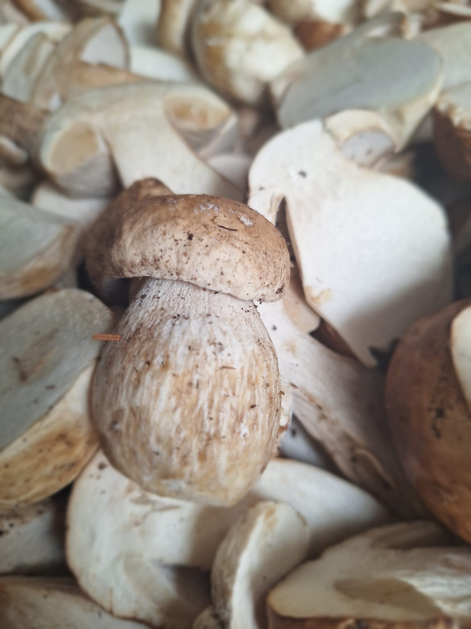 Cepes